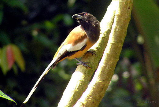 indian treepie