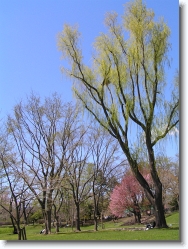 hokkaido-university-spring1 * hokkaido university central lawn in spring. cherry blossoms add to the fresh greenness