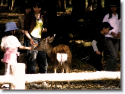 deer-park-nara-3 * the Deer Park @ Nara
