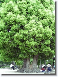horyuji-tree * The Horyu-ji temple is suurounded by giant old trees like this..