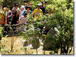 rokuon-ji-coins-2 * The Japanese tradition involves throwing coins for good luck.