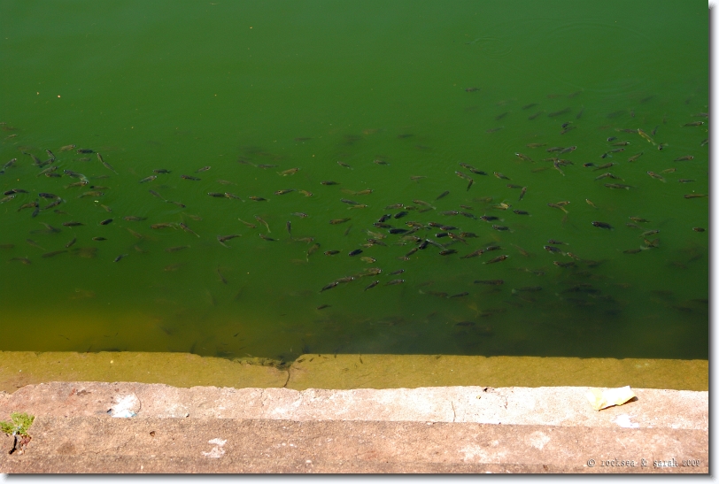Shoal of fishes at the Kuttichira Tank