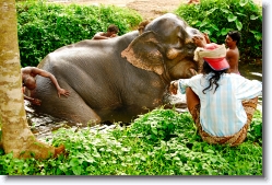 elephant_bathing_001 * bathing a juvenile elephant. near kothamangalam, kerala.