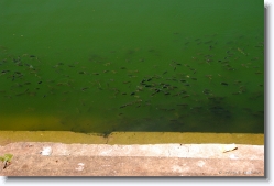 kuttichira_tank_kozhikode_02 * The fishes at Kuttichira Tank, Kozhikode