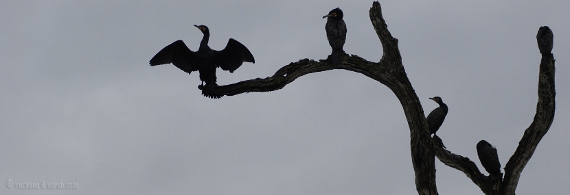 great cormorant @ thekkady