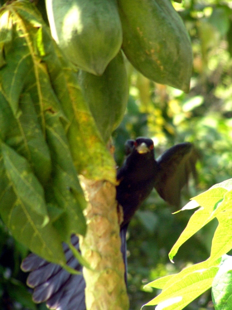 indian koel male