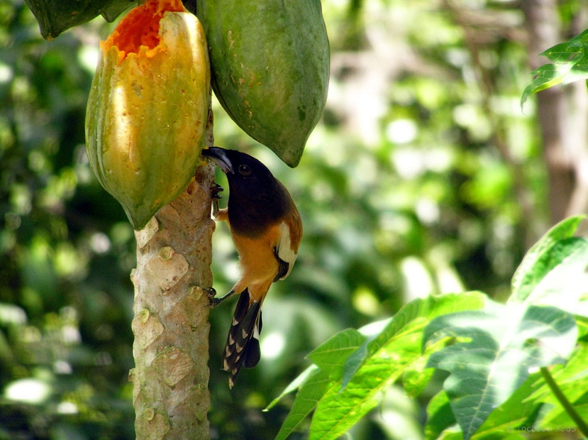 indian treepie