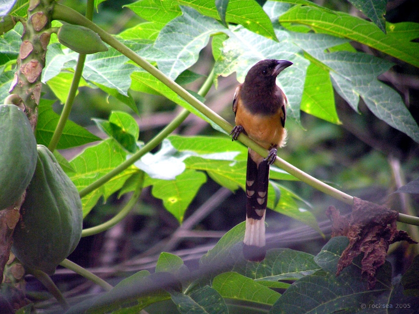 indian treepie / olenjali