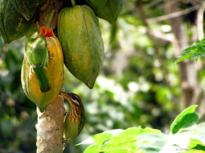 small green barbet / kutturuvan / pachila kudukka