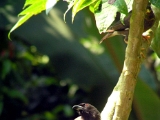 mynah_indian_treepie_001.jpg