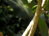 smallgreen_barbet_indian_mynah_001.jpg