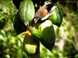 smallgreen_barbet_indian_treepie_001.jpg