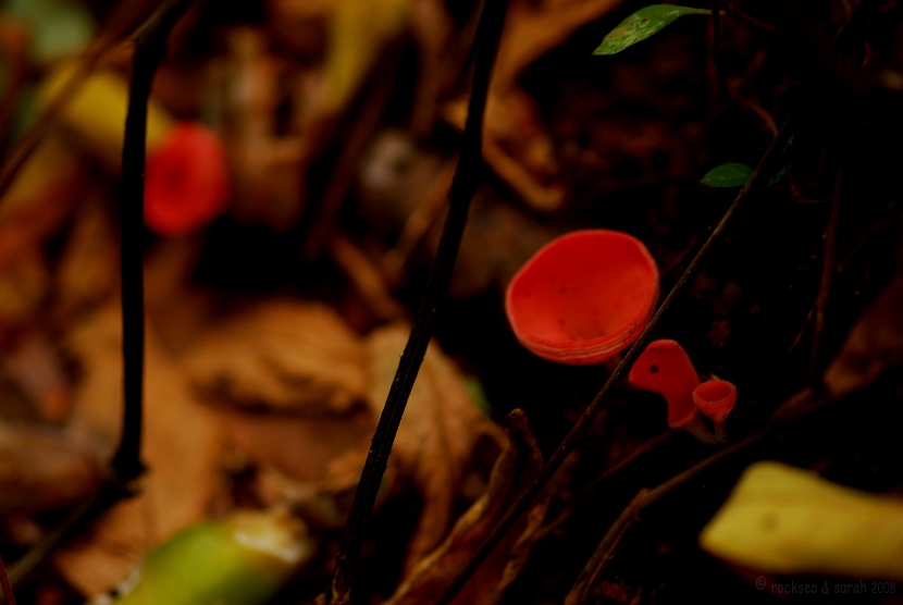 Cup Fungi Cup Fungi