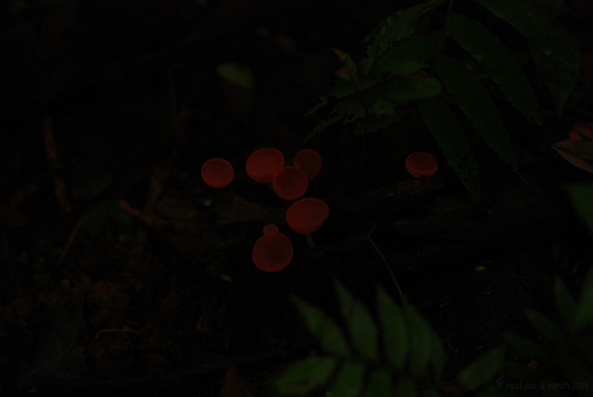 Cup Fungi, Cookeina Sulcipes Cup Fungi, cookeina sulcipes of the Family Sarcoscyphaceae