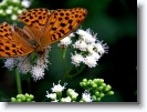 butterfly_001 * hokkaido university botanical gardens, sapporo, japan * 1024 x 766 * (202KB)