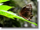 common_palmfly_butterfly_007 * 1024 x 766 * (179KB)