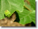 insect_009 * beetle dreams. my dreams are green. hokkaido university botanical gardens, sapporo, japan * 1024 x 766 * (125KB)