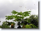 onathumbi_001 * onathumbikal. lots of Rhyothemis variegata variegata flying high during Onam season. @ home, kerala * 1024 x 766 * (256KB)