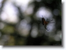spider_005 * a spider and some dreams. ayarkunnam, kerala, india. * 1024 x 766 * (100KB)