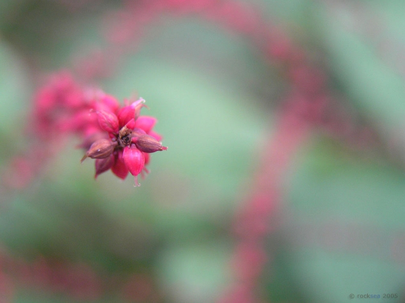 flower_001