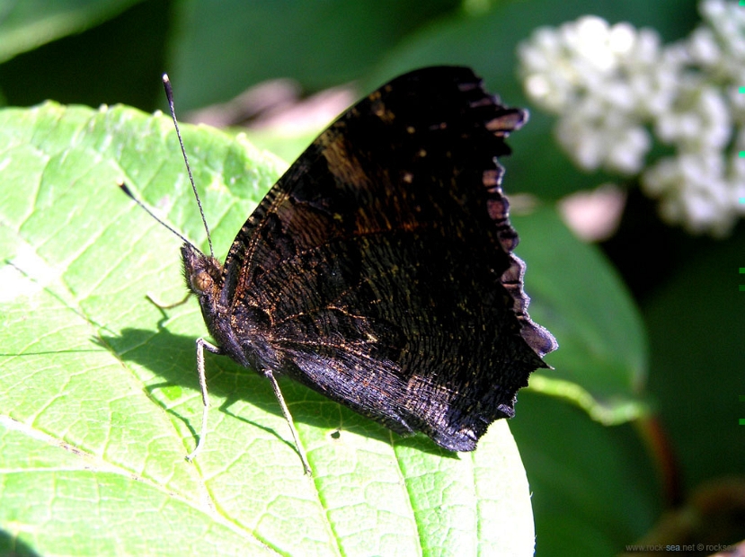 peacock-butterfly-1