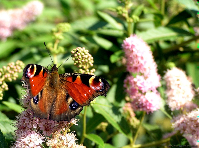 peacock-butterfly-3