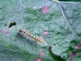 caterpillar_web_001.jpg