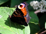 peacock-butterfly-2.jpg