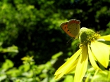 small-copper-butterfly-1.jpg