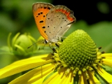 small-copper-butterfly-2.jpg