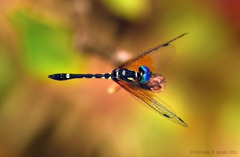 blue_darner_002