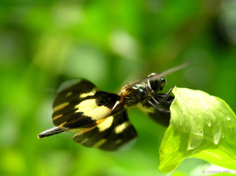 Rhyothemis variegata variegata. female