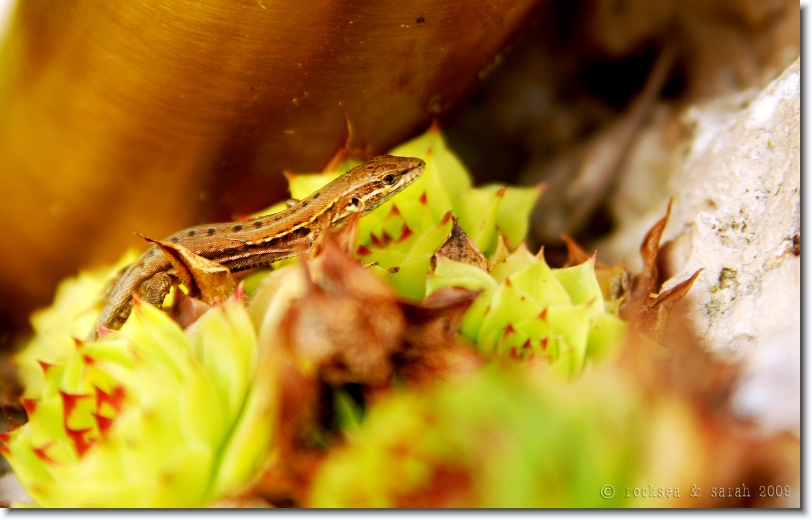 Lizard at Cemetery Certosa, Bologna, Italy