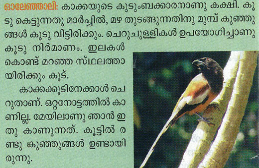 copyright violation of photograph of the indian treepie bird