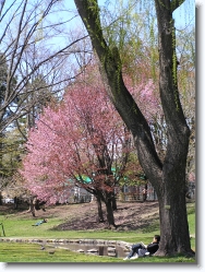hokkaido-university-spring2 * hokkaido university central lawn in spring. cherry blossoms add to the fresh greenness