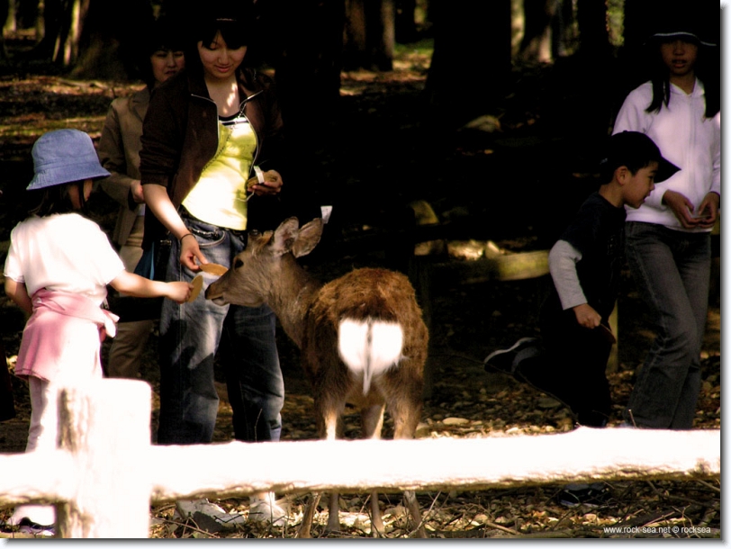 deer-park-nara-3 * the Deer Park @ Nara * 1024 x 766 * (186KB)