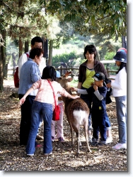 deer-park-nara-1 * the Deer Park @ Nara, the first permanent capital of Japan * 766 x 1024 * (397KB)