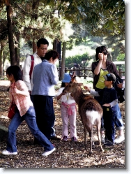 deer-park-nara-2 * the Deer Park @ Nara * 766 x 1024 * (371KB)