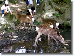 deer-park-nara-4 * the Deer Park @ Nara * 1024 x 766 * (345KB)