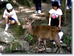 deer-park-nara-5 * the Deer Park @ Nara * 1024 x 766 * (341KB)
