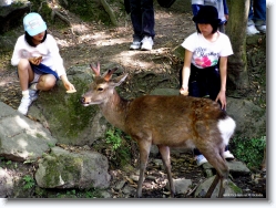 deer-park-nara-5 * OLYMPUS DIGITAL CAMERA         