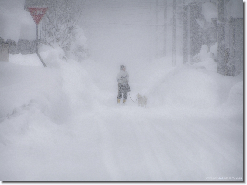 sapporo in winter, a man, a dog, and a crow