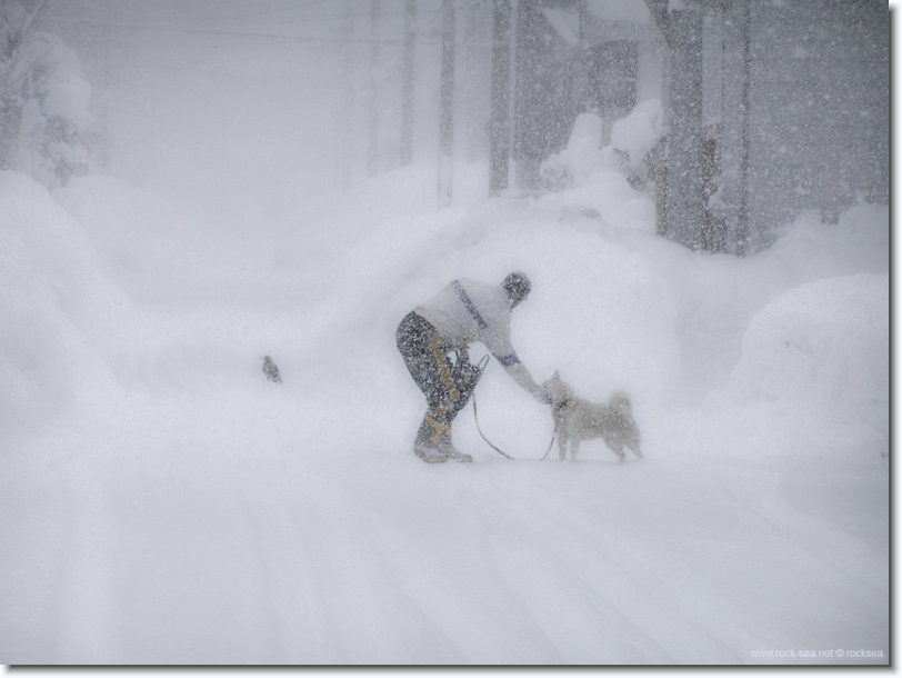 sapporo in winter, a man, a dog, and a crow