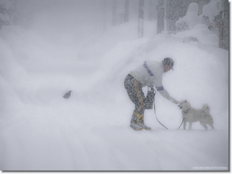 sapporo in winter, a man, a dog, and a crow