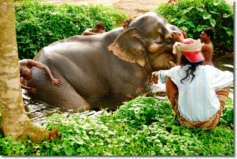 elephant bathing in kerala