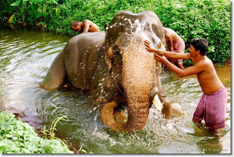 elephant bathing in kerala