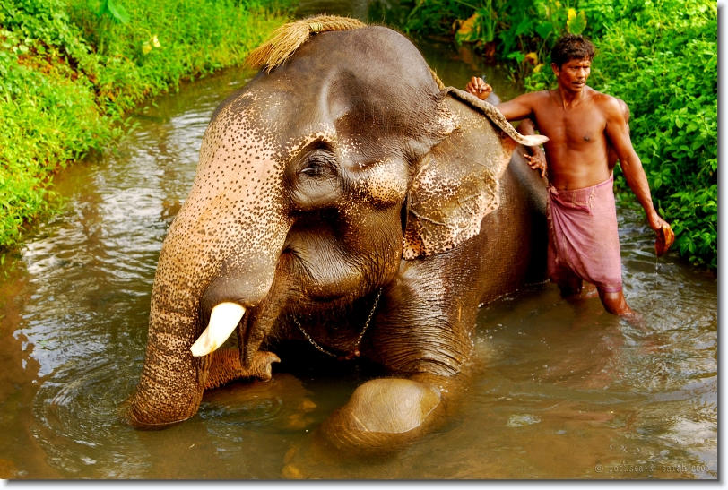 elephant bathing in kerala