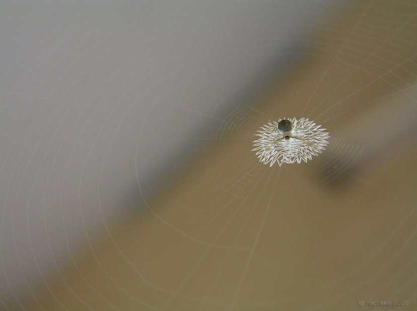 argiope_spider_onam_pookkalam_002 * oru ettukaliyude onappookkalam. spider web patterns @ home, kerala. argiope. juvenile. These orb weaver (Family: araniedae) spiders decorate their webs with stabilimenta. They usually rest in a head down position on the web. As one approaches the web, they hold their position until the last moment before slipping round in a flash to hide on the other side of the stabilimentum. species info: SpiderIndia & South Indian Spiders. * oru ettukaliyude onappookkalam. spider web patterns @ home, kerala. argiope. juvenile. These orb weaver (Family: araniedae) spiders decorate their webs with stabilimenta. They usually rest in a head down position on the web. As one approaches the web, they hold their position until the last moment before slipping round in a flash to hide on the other side of the stabilimentum. species info: SpiderIndia & South Indian Spiders. * 1024 x 766 * (97KB)