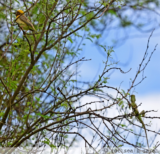 baya_weaver_garden_lizard_003