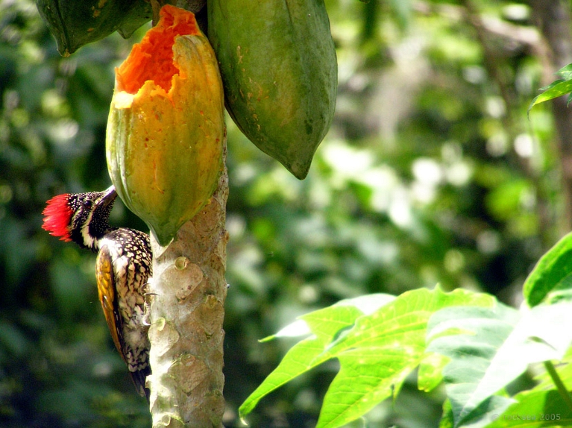 black rumped flameback